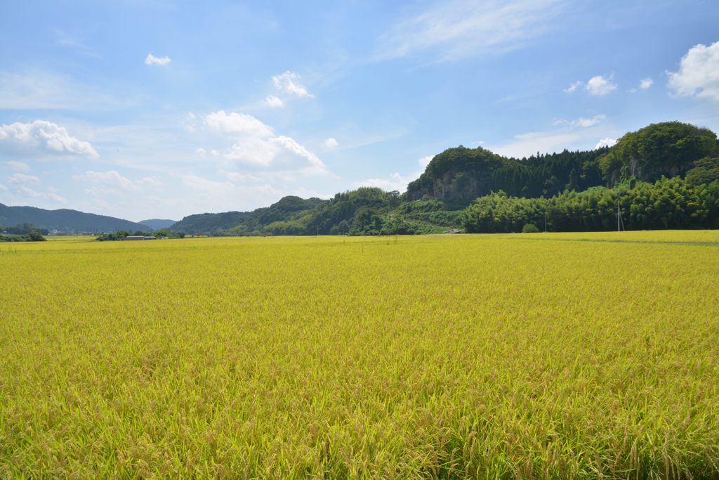 黄金の絨毯