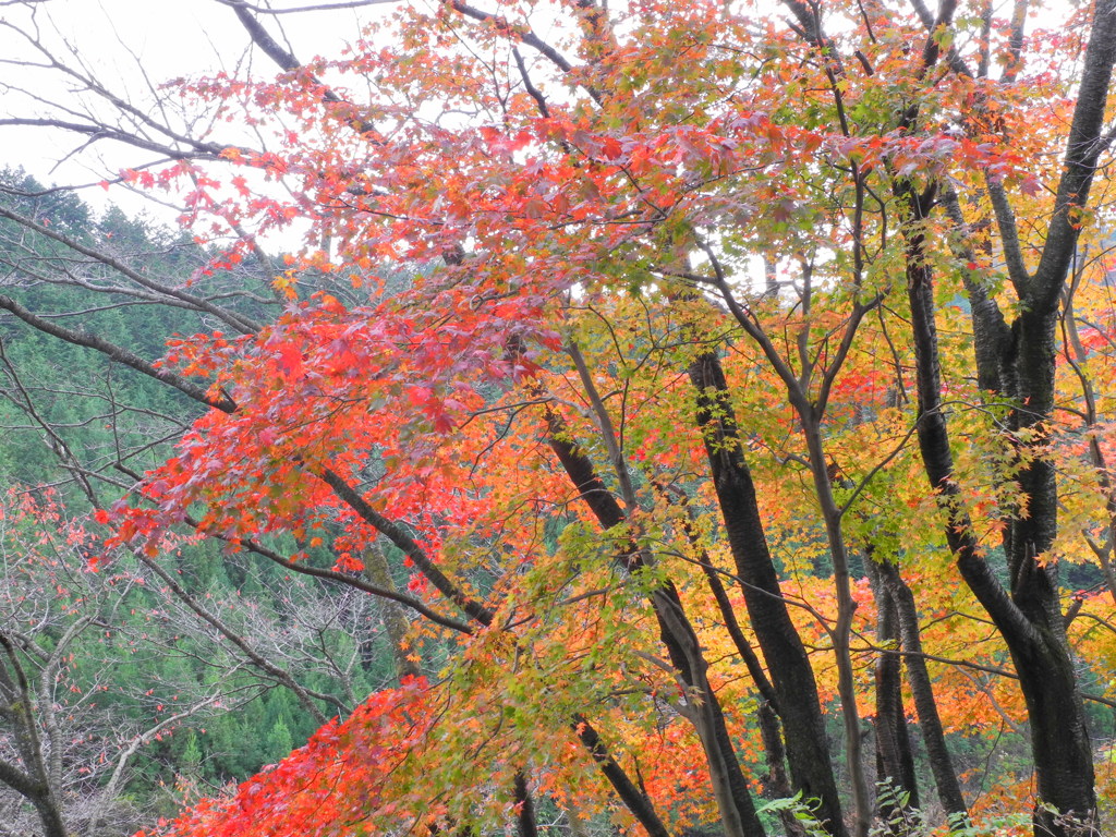 戸中峠2
