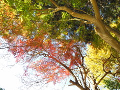 紅葉信号機