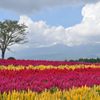 お花畑