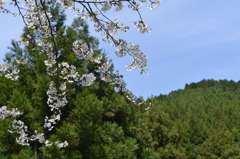 桜飾り