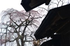 平久江家の枝垂れ桜
