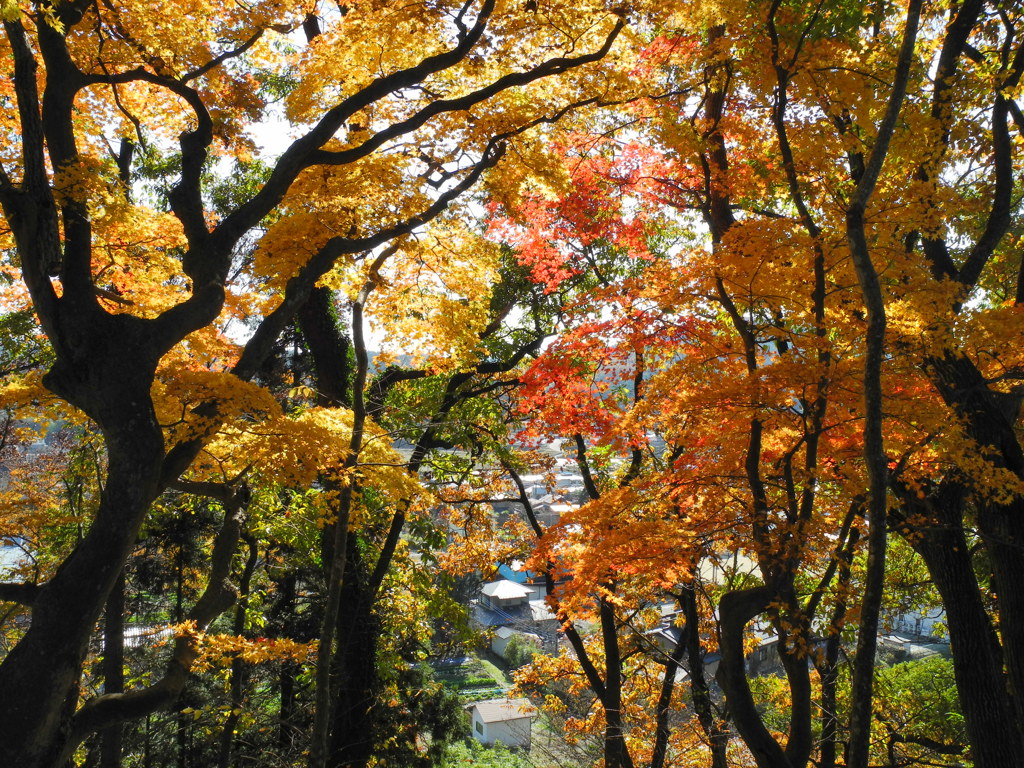 赤と黄色の紅葉対決