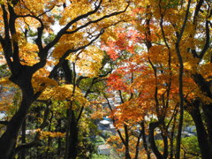 赤と黄色の紅葉対決