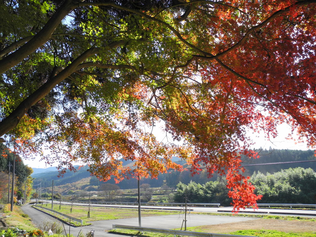 山里と紅葉