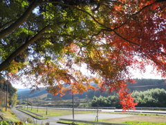 山里と紅葉
