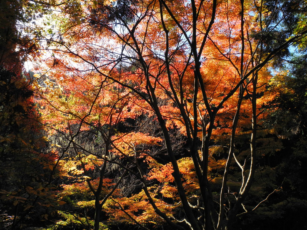 紅葉と光の芸術
