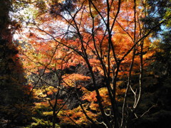 紅葉と光の芸術