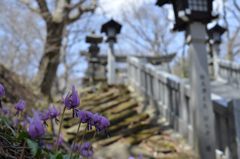 カタクリと那須温泉神社