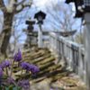 カタクリと那須温泉神社