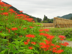 彼岸花と田園