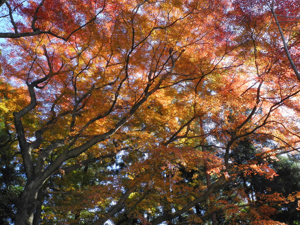 虹色のモミジ