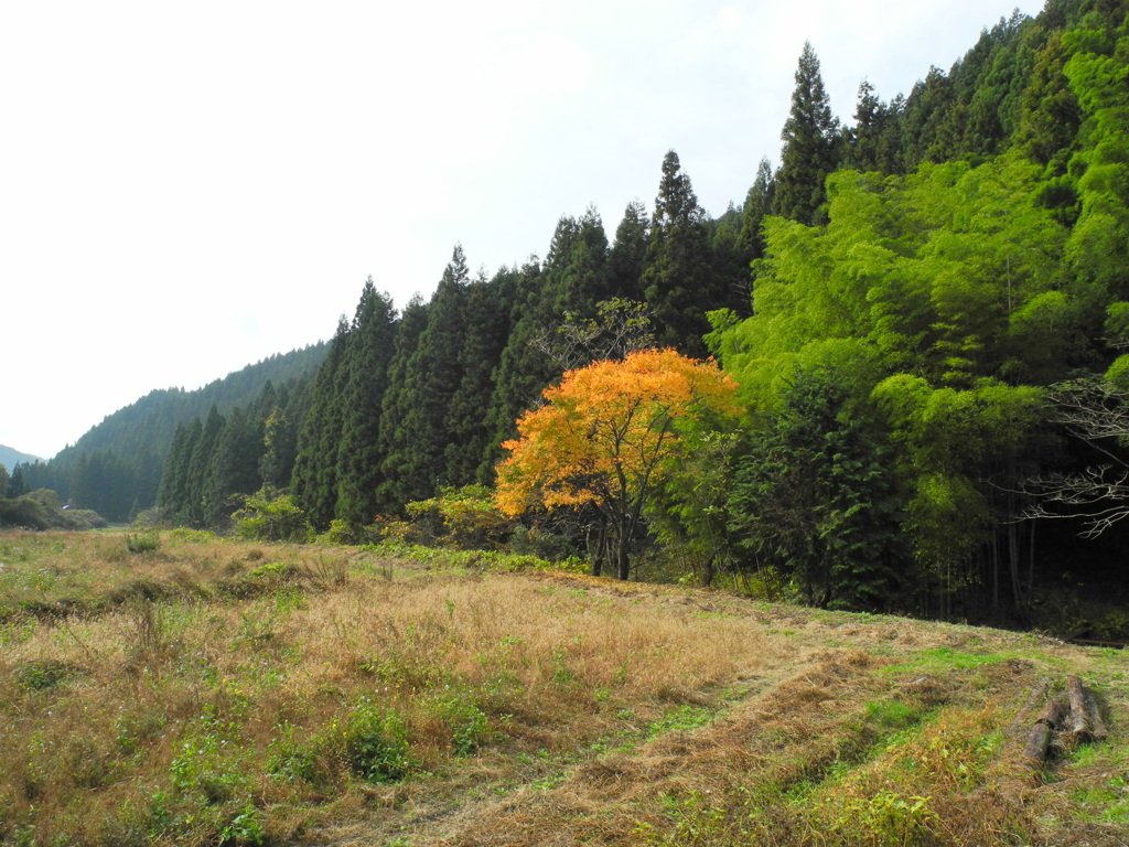 コントラスト