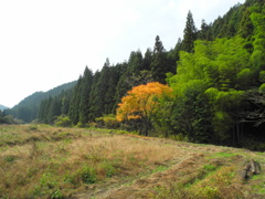 コントラスト