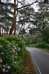 赤松林と紫陽花