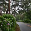 赤松林と紫陽花