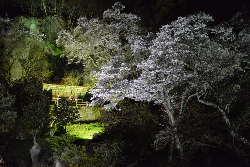 夜桜