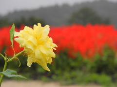 一厘のバラ