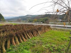晩秋の山里
