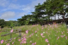 秋桜と牧場