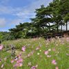 秋桜と牧場