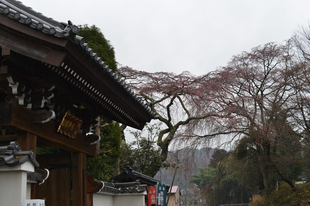 伊王野垂れ桜