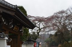 伊王野垂れ桜