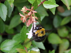『蜂×花』