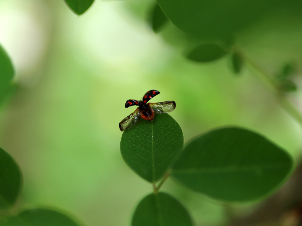 『天道虫×翔！』