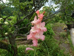 『花×ピンク×(^^)』