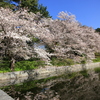 『城山公園×桜・桜』
