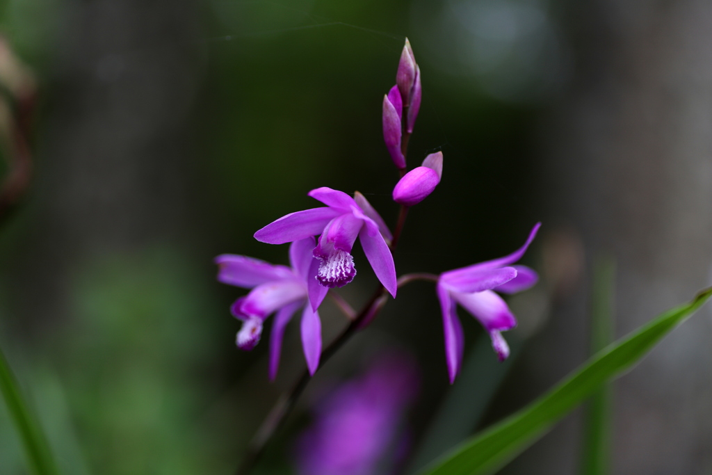 『紫×咲！』