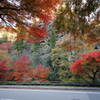 『紅葉×見る×癒し②』
