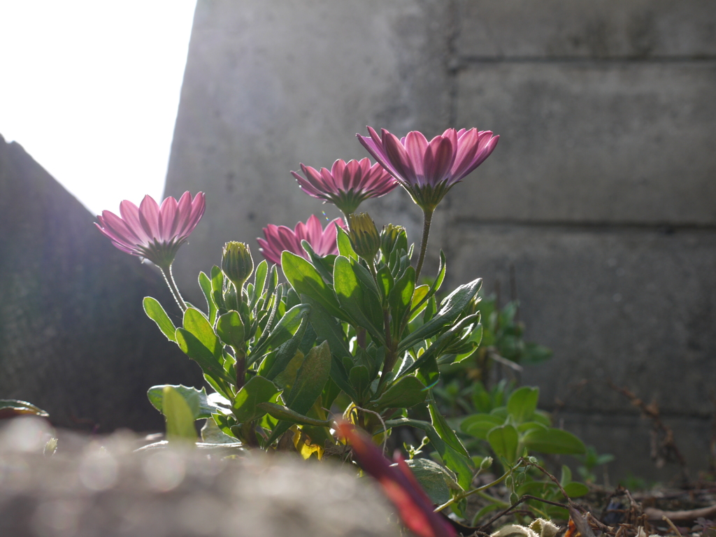 光に向かって。。。