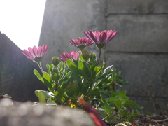 光に向かって。。。