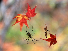 『紅葉×蜘蛛』