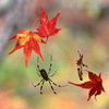 『紅葉×蜘蛛』