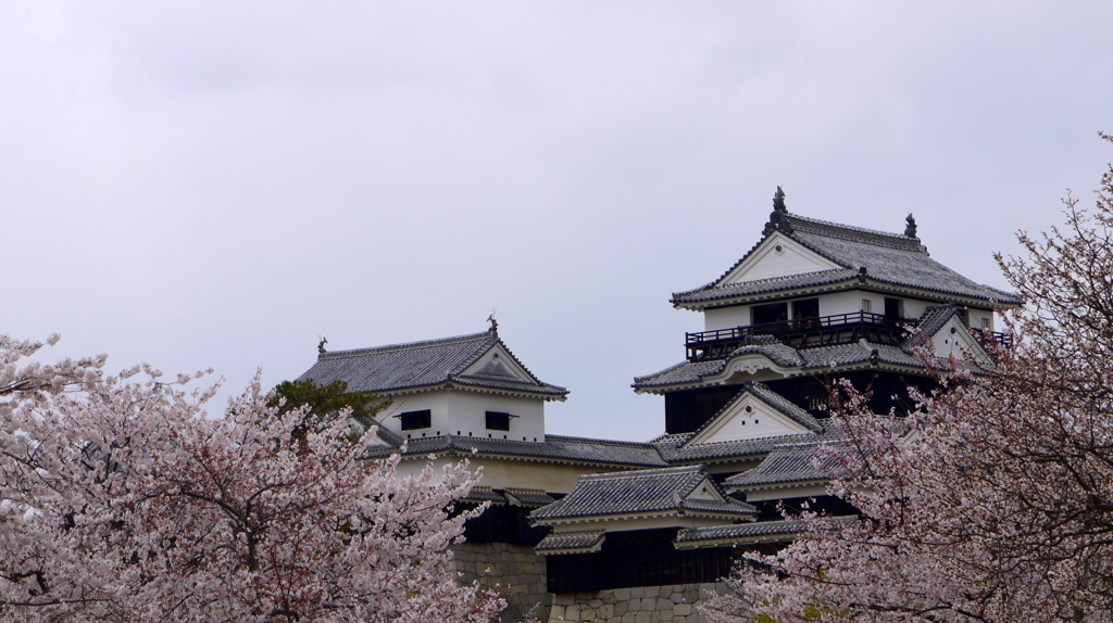 『松山城・桜♪』