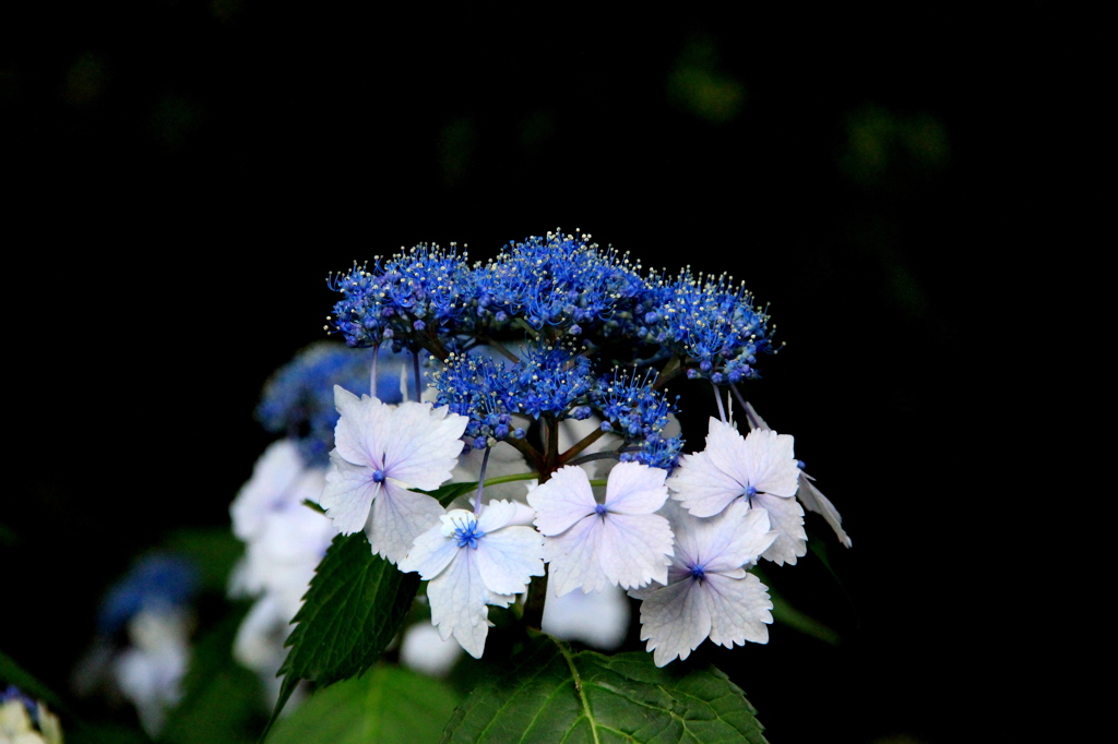 『日陰に咲く紫陽花』