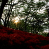 『曼珠沙華～夕暮れ』