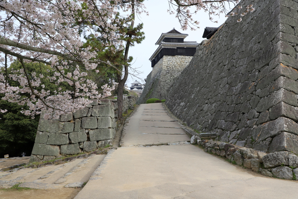『松山城×桜』