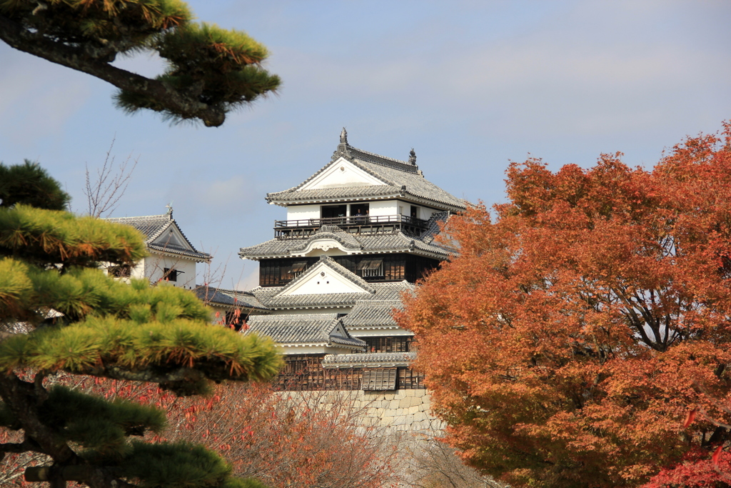 『松山城×紅葉』