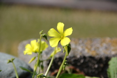 『ちいさな花』