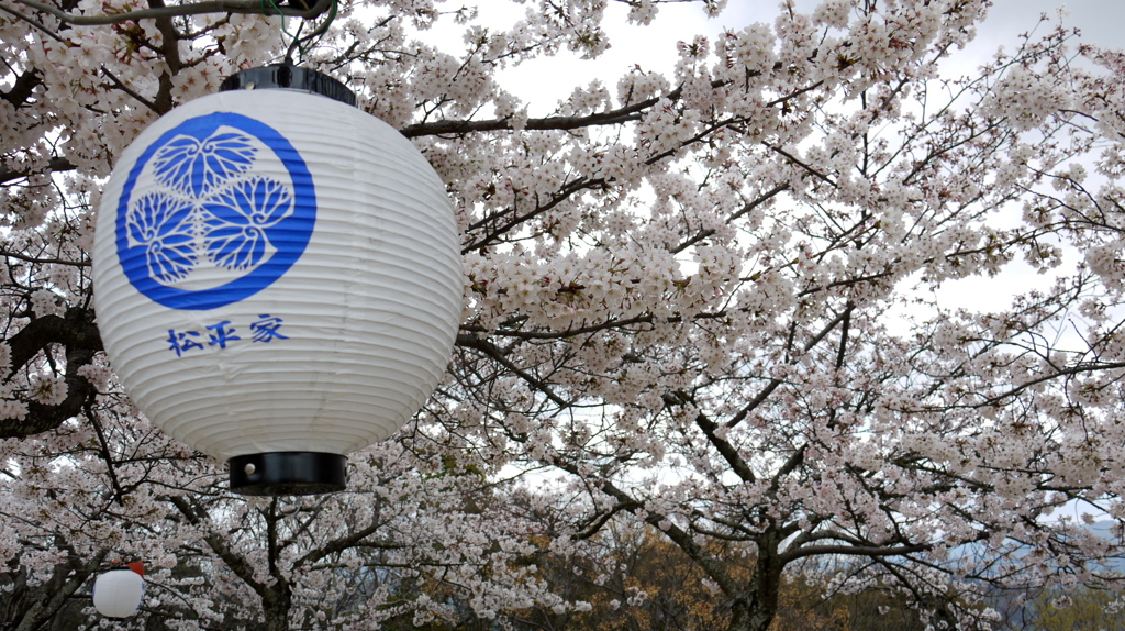 『桜・提灯』