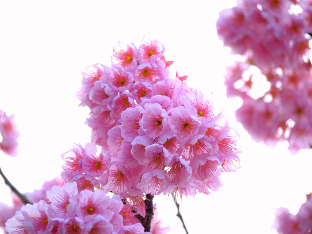 咲！咲！咲！桜♪