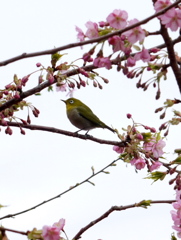 『桜×メジロ』