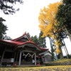 『神社×銀杏』