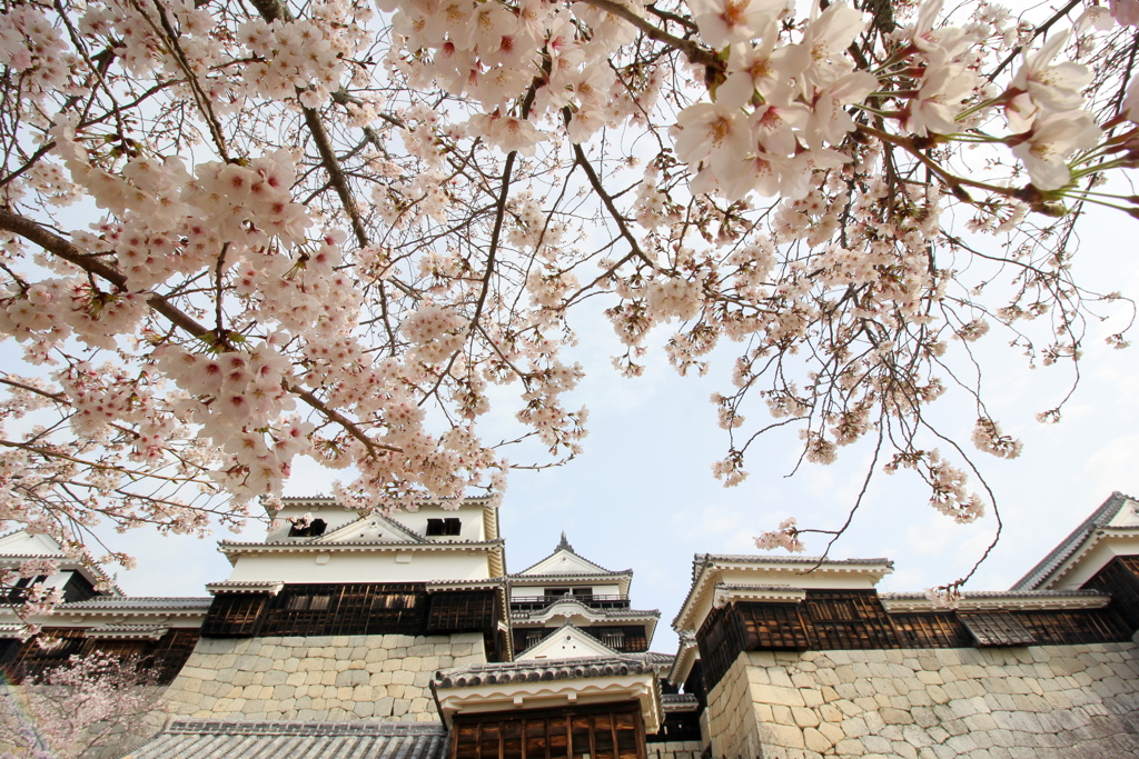 『SAKURA×松山城』