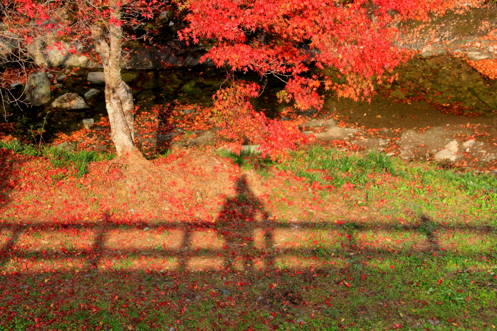 『紅葉～鑑賞^^』