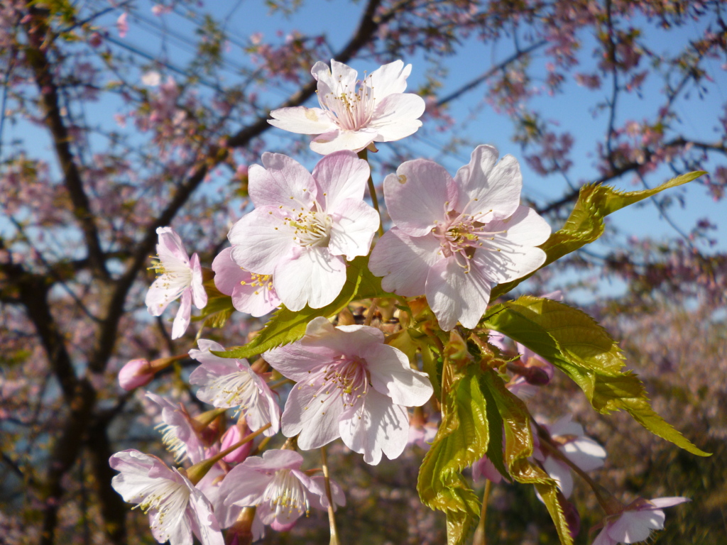 桜・咲く♪